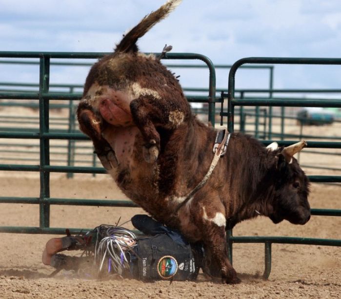 Mini Bull Riding